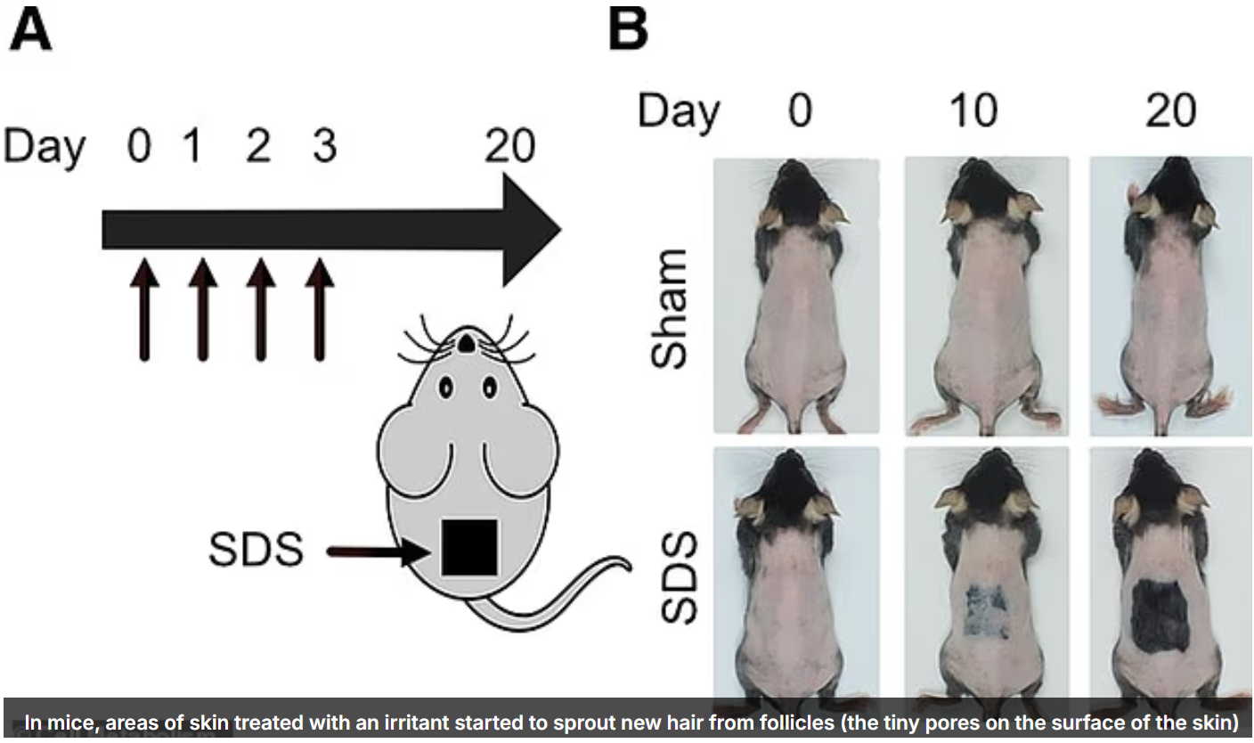 Fatty Acids for Hair Growth