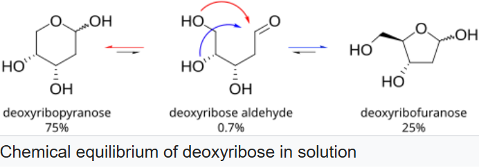 deoxyribose sugar deoxyribose sugar